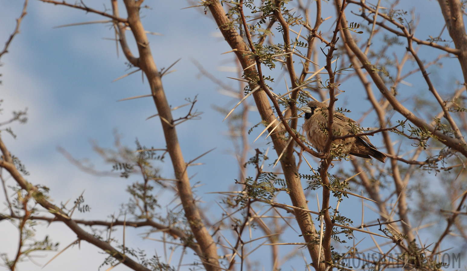 Philetairus socius socius [300 mm, 1/1000 sec at f / 10, ISO 1000]